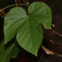 Ipomoea indica (Burm.) Merr.